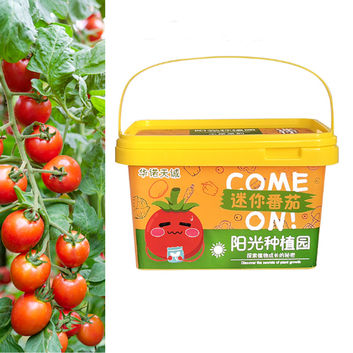 Planta Mini Tomates para Niños