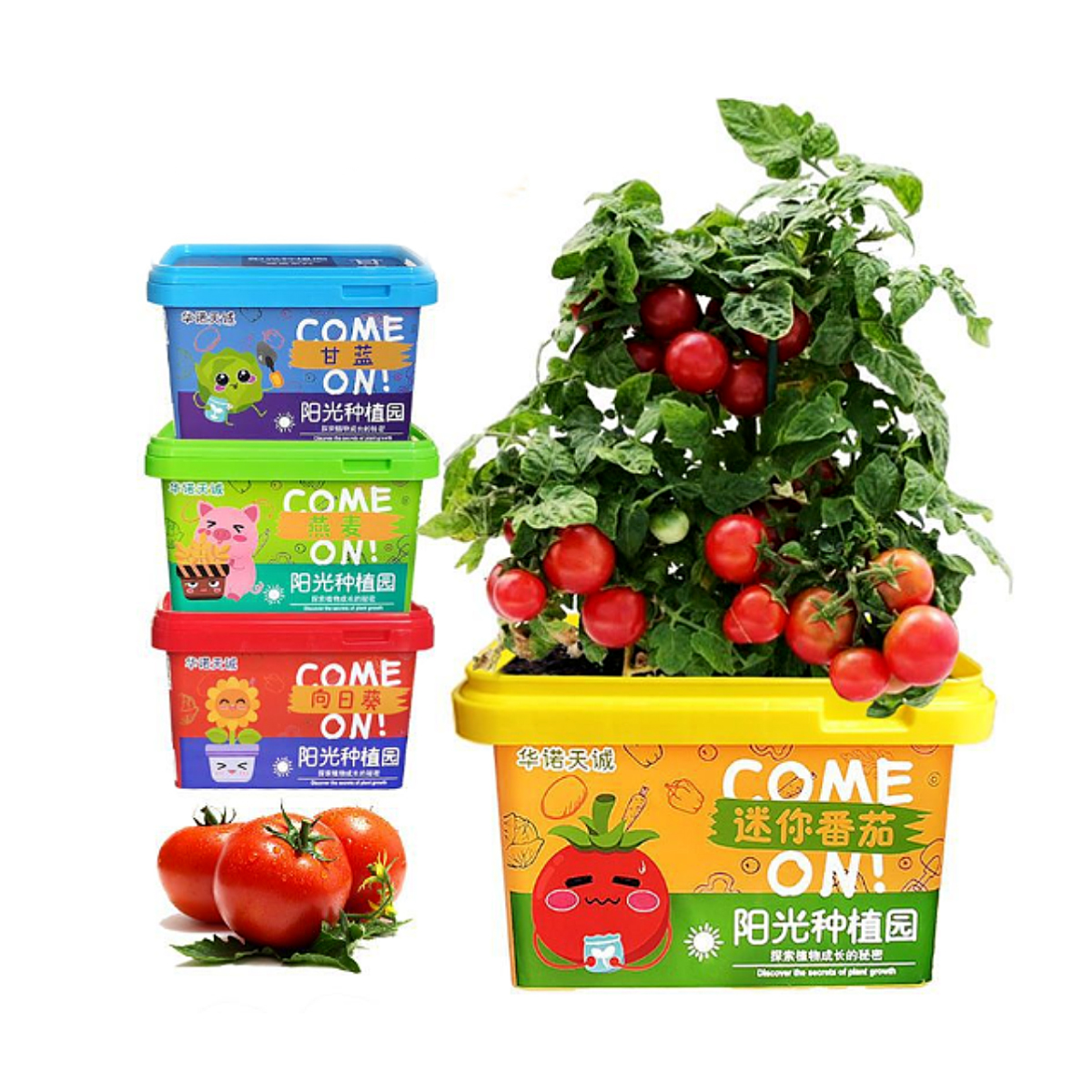 Planta Mini Tomates para Niños